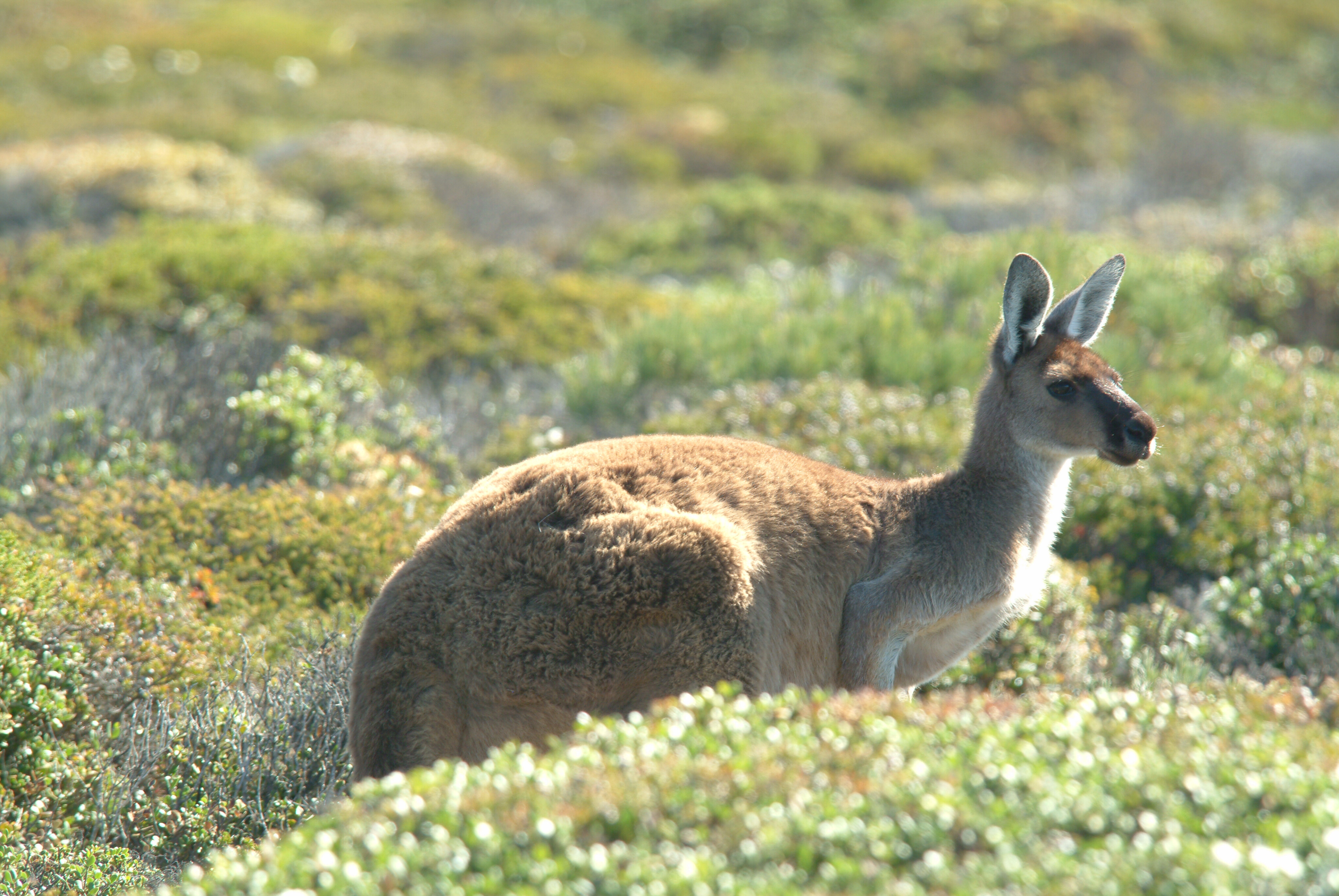 0eb7205c/kangaroos are often seen amongst scrub 4x4 australia explore sa JPG