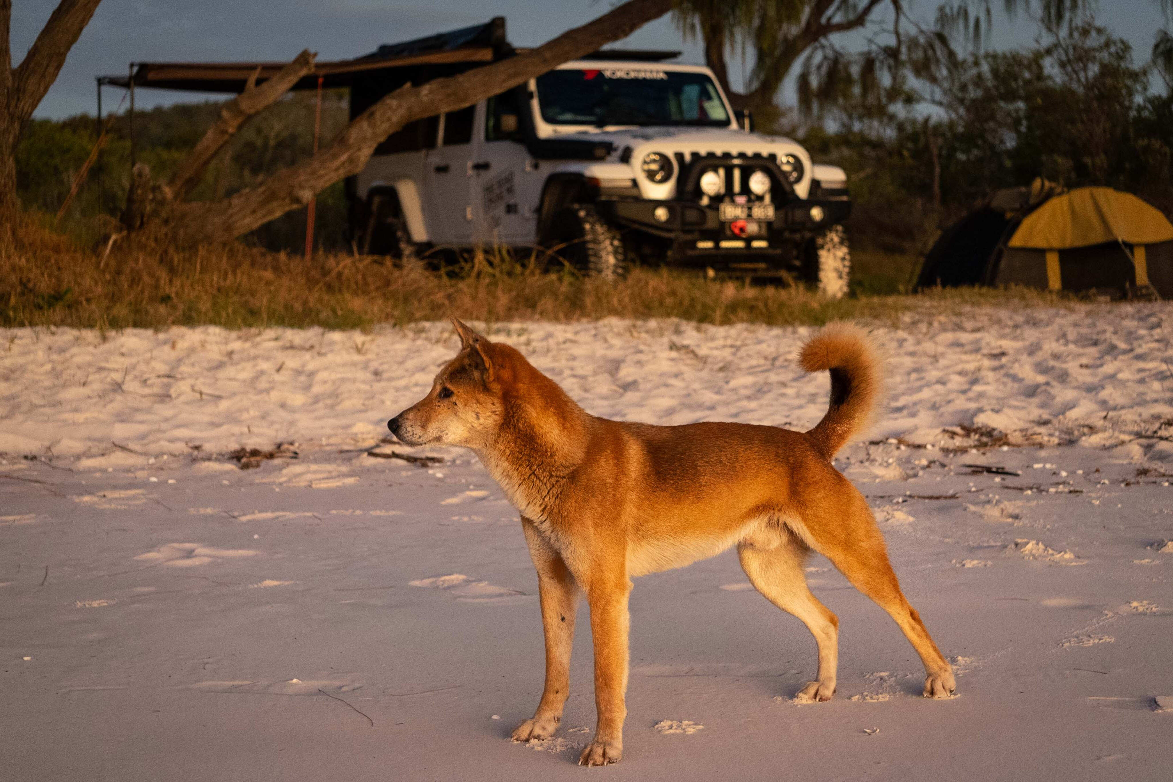 12ff1220/trcm fraser island dingo 2 jpg