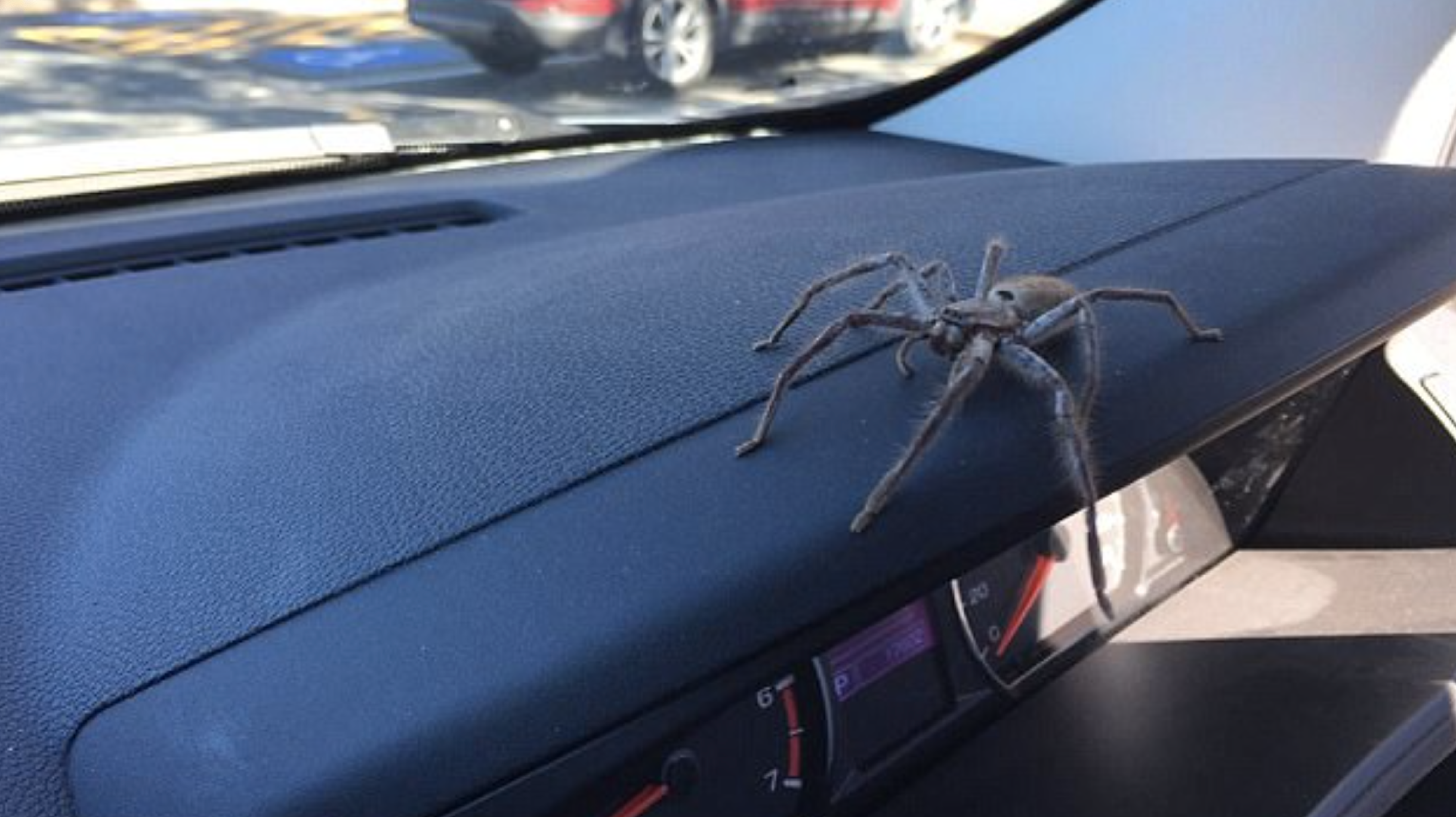 What It's Like Fixing Cars Infested With The World's Biggest Spiders - The  Autopian
