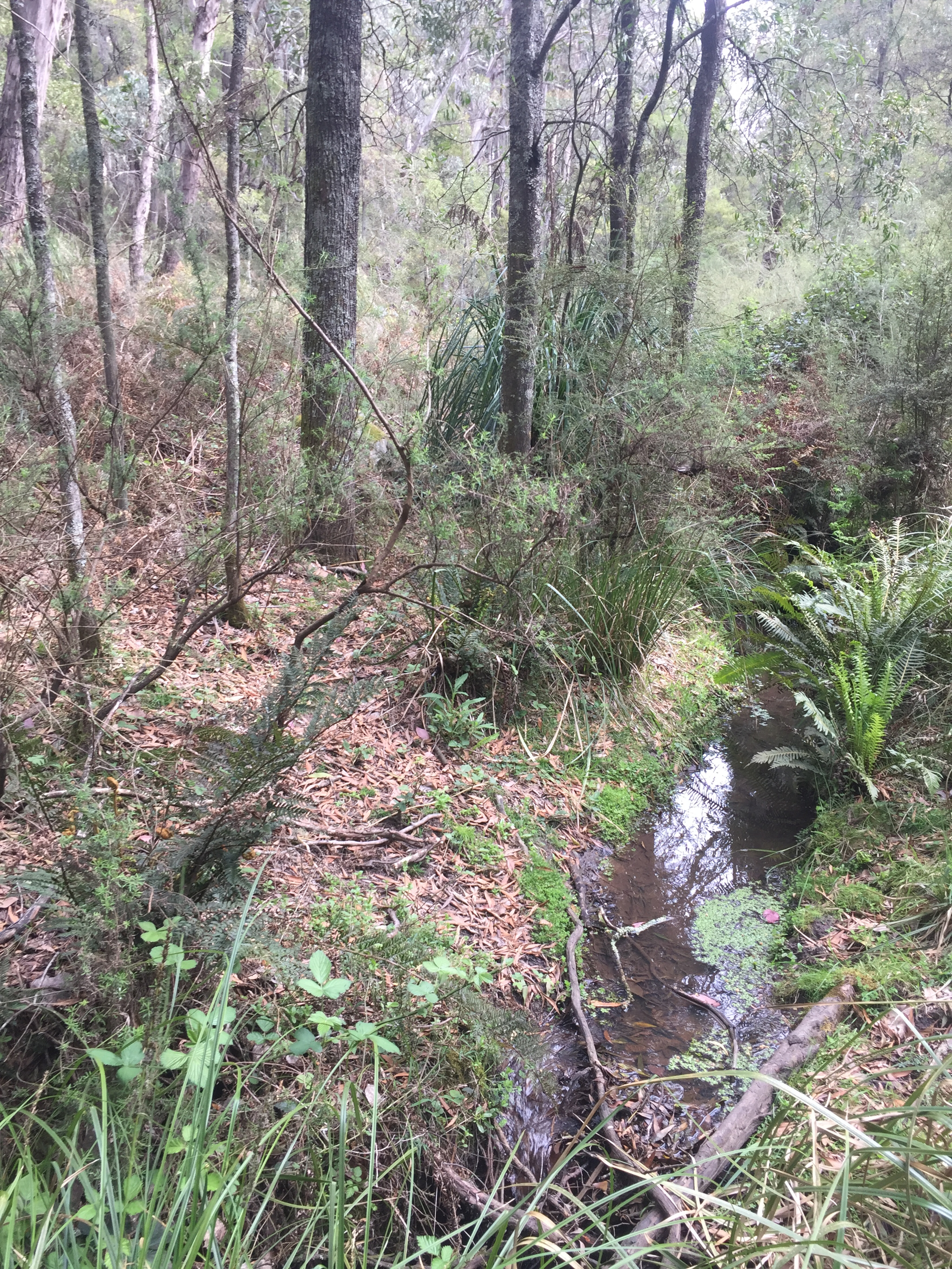 25742827/kelly 15 site of kelly hideout hut and gold workings on bullock creek now kelly creek JPG