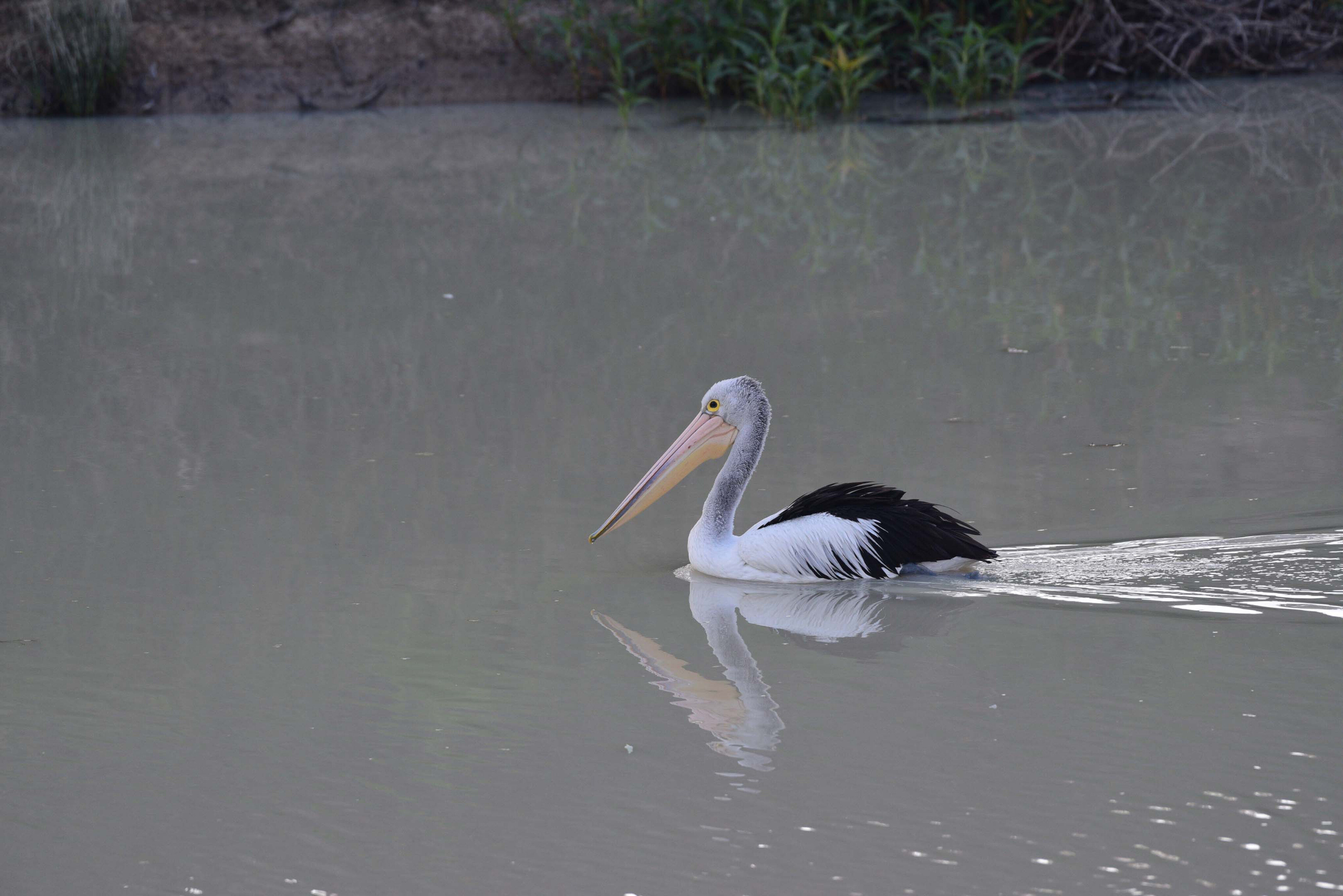 279c2e71/4x4 australia explore cooper creek sa ttc044 a solitary pelican cruises the muddy waters of the cooper jpg