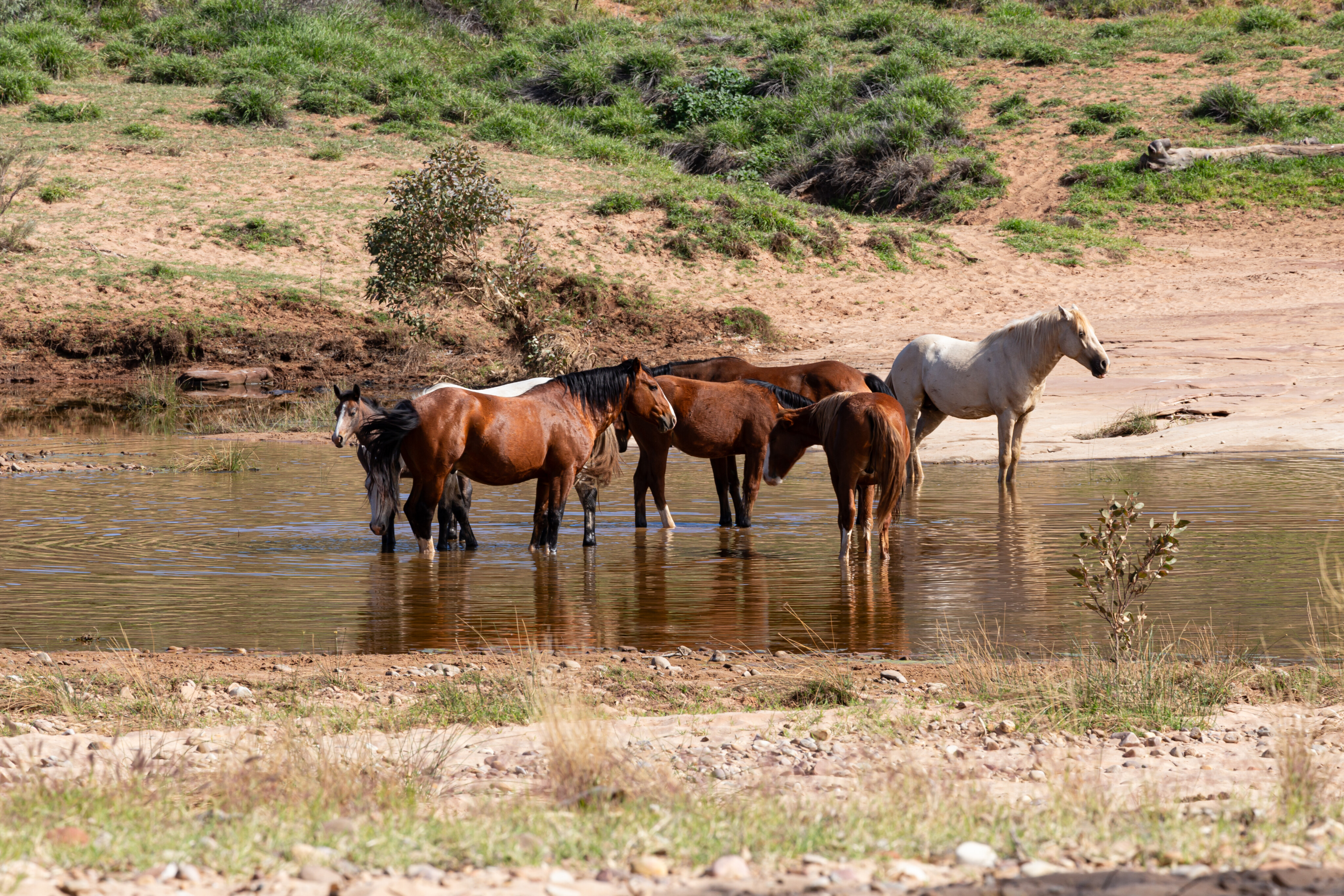 2b1c1ae5/palm valley these horses look extremely healthy jpg