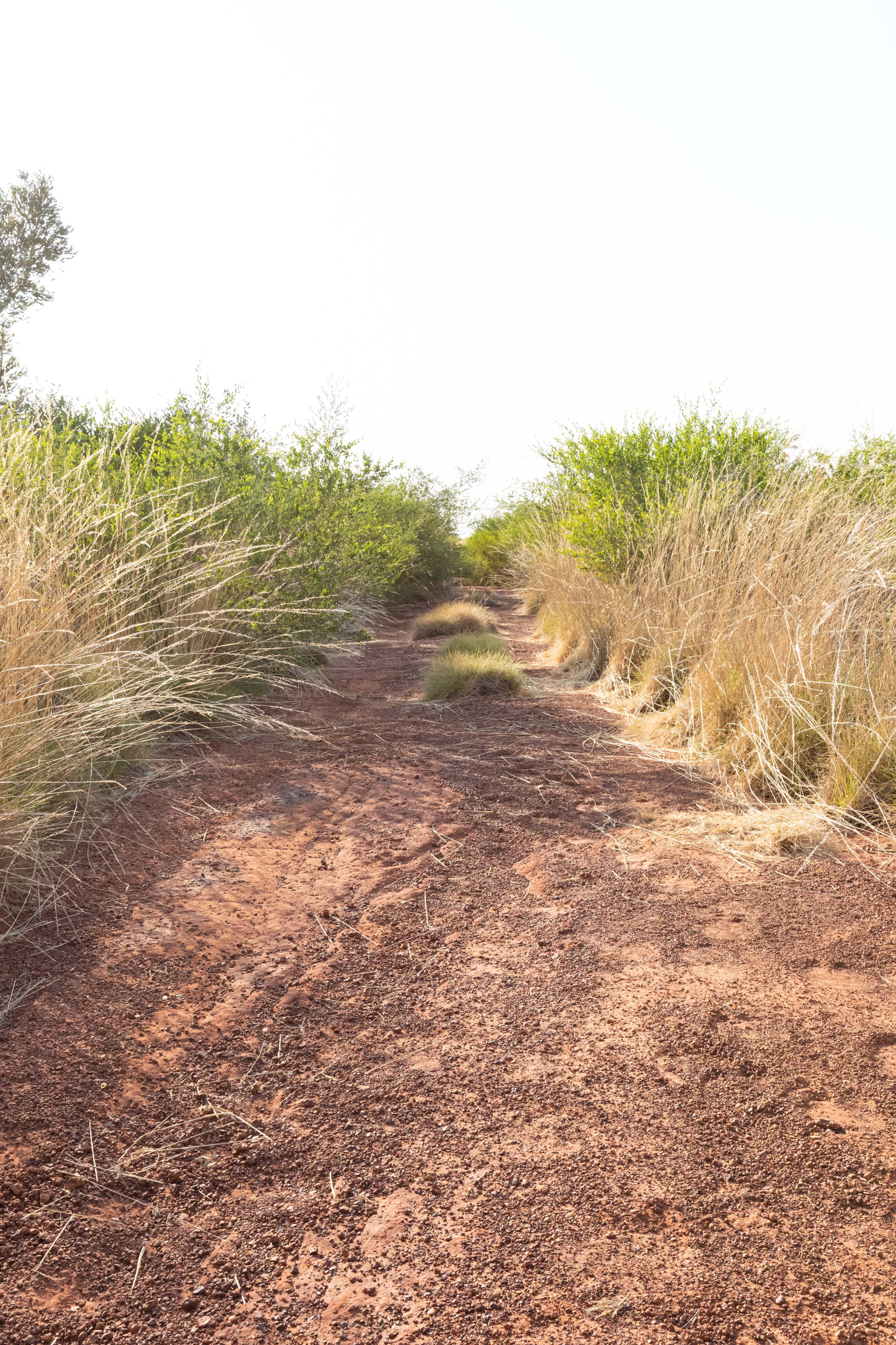 30322ab8/more overgrown track the prado was getting scratched to pieces explore great sandy desert jpg