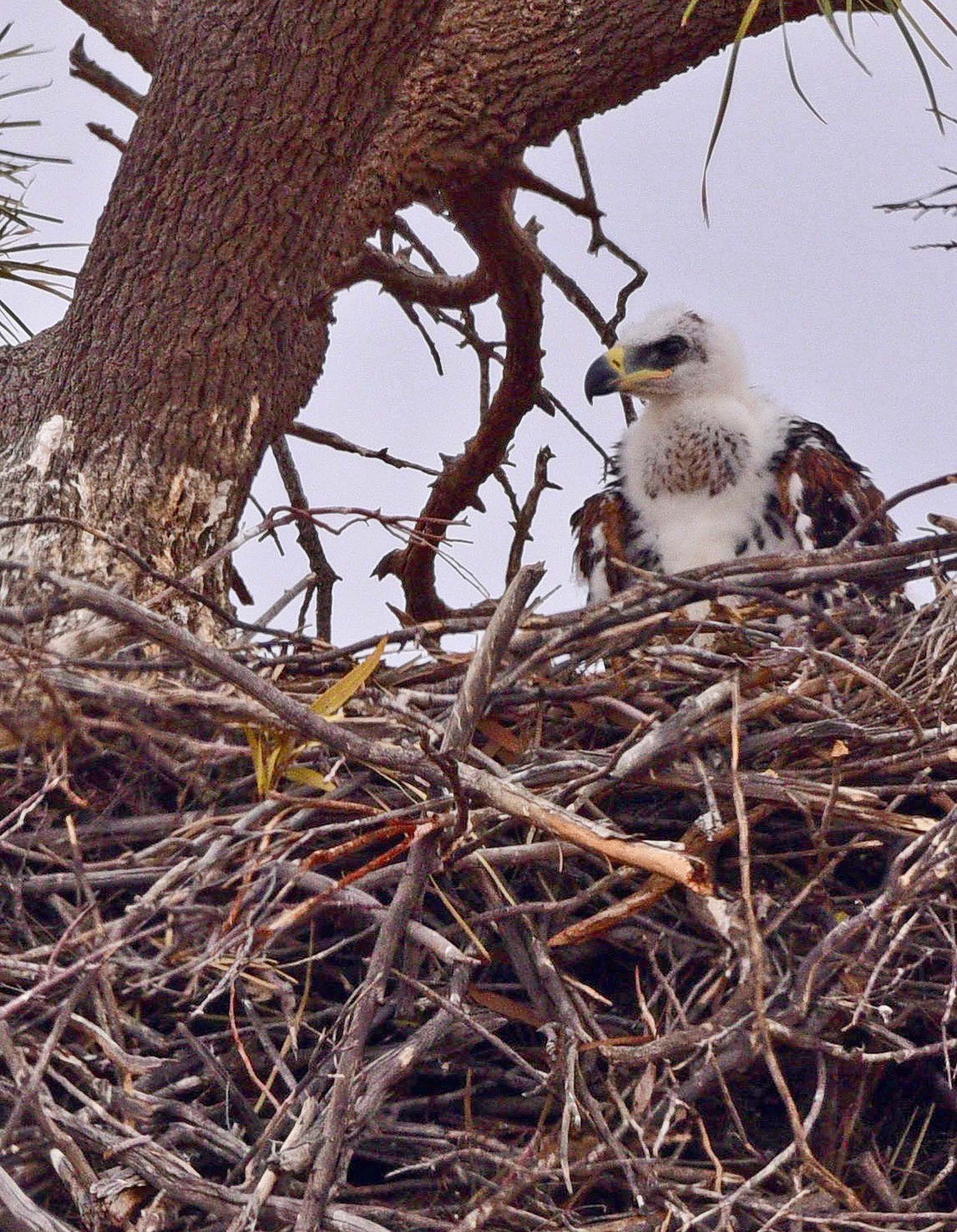 37eb301f/4x4 australia explore cooper creek sa ttc039 this young eagle chick was spotted in a tree close to the track jpg