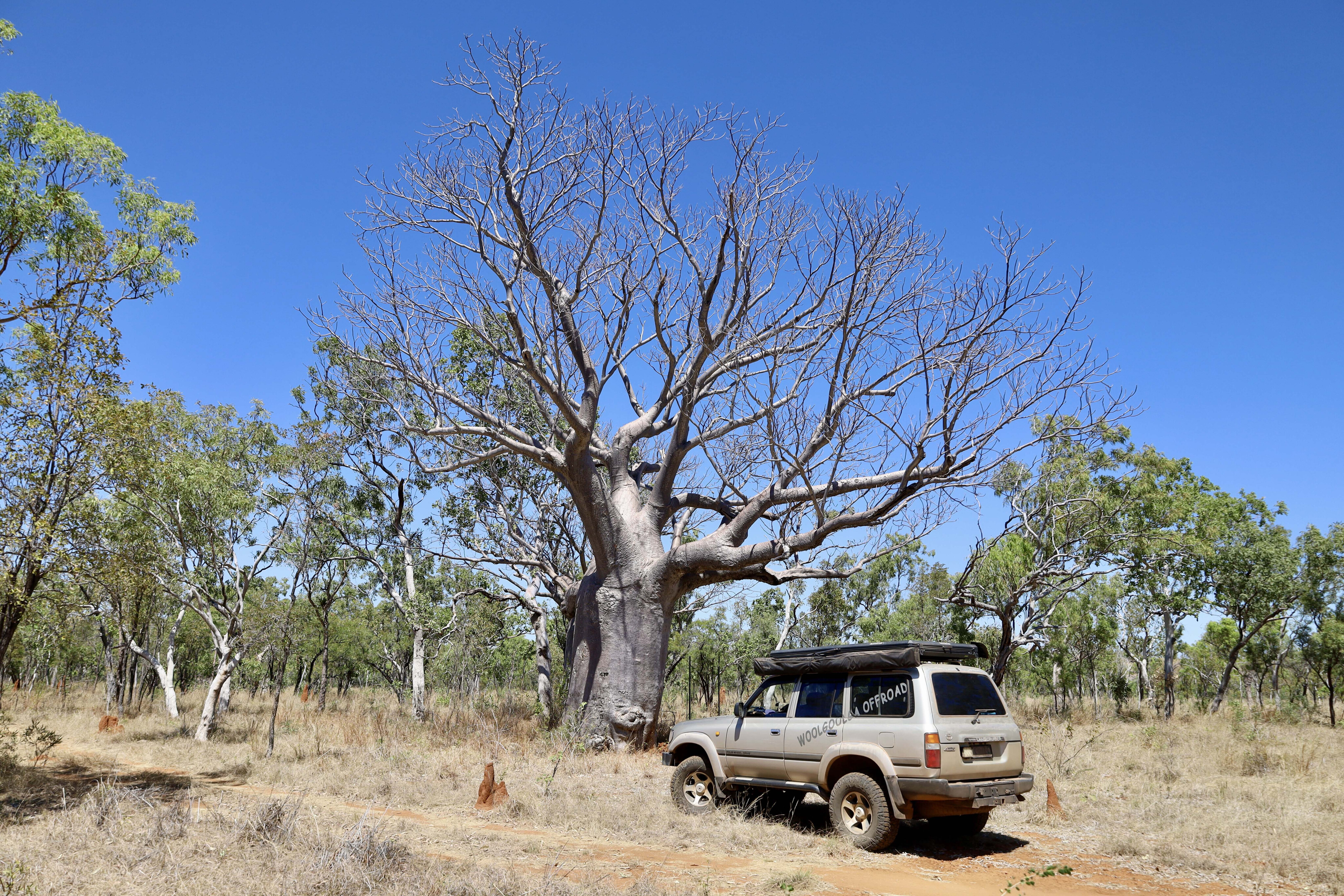54971b23/old boab tree 4x4 australia judbarra national park jpg