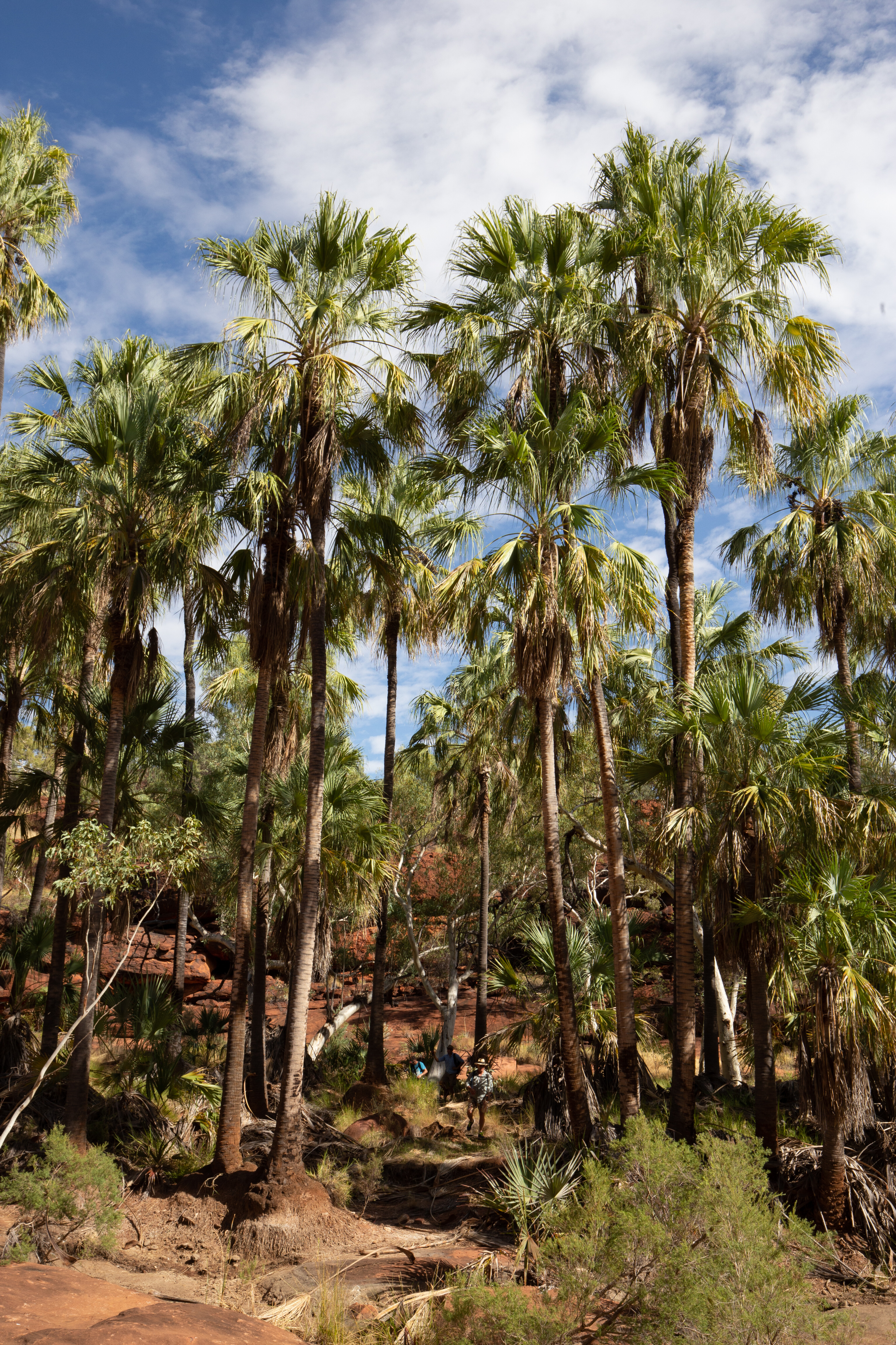 63b52c97/palm valley growing up to 20m tall the palms are thought to arrived here over 15 million years ago jpg