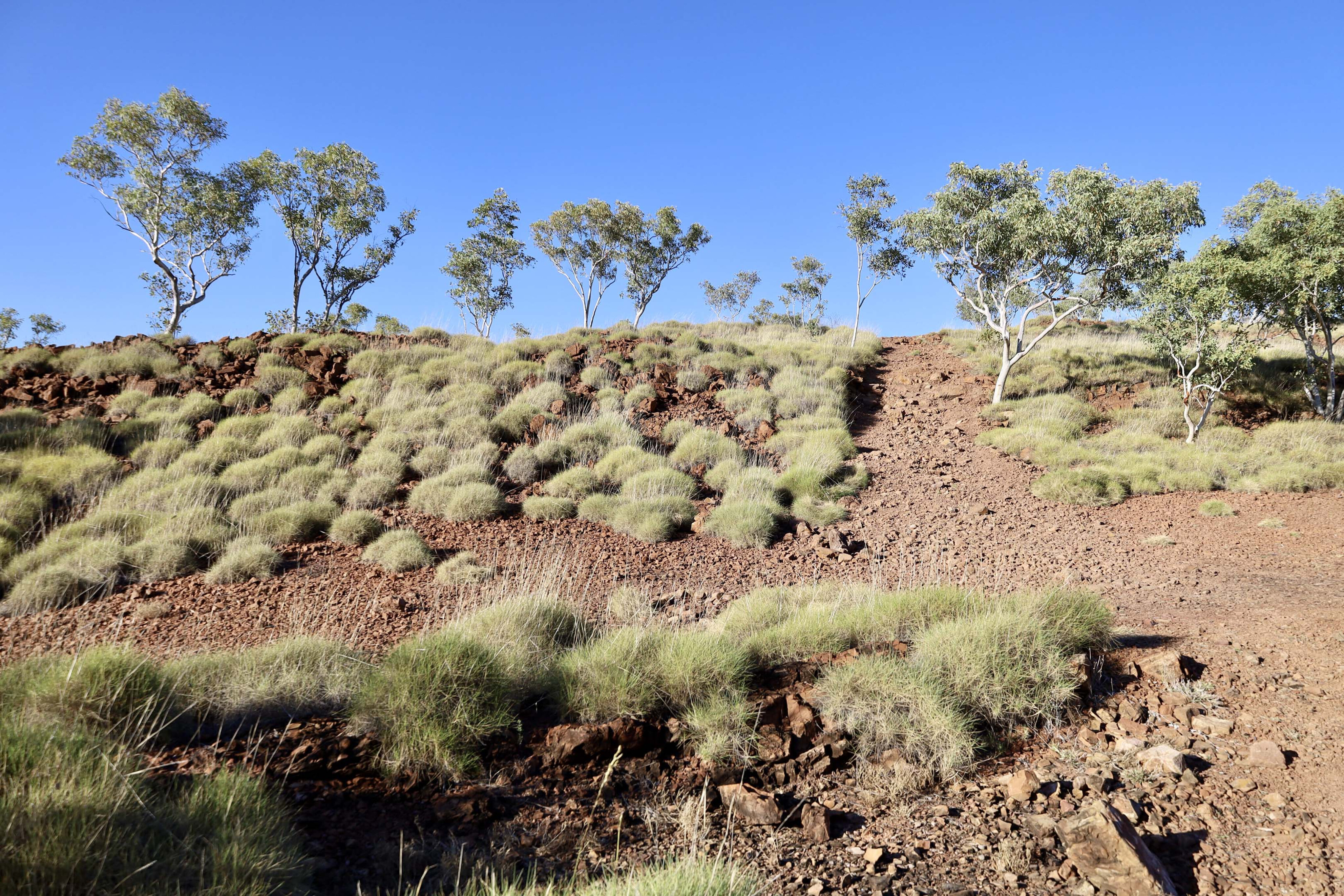 6b630f11/spinifex country jpg