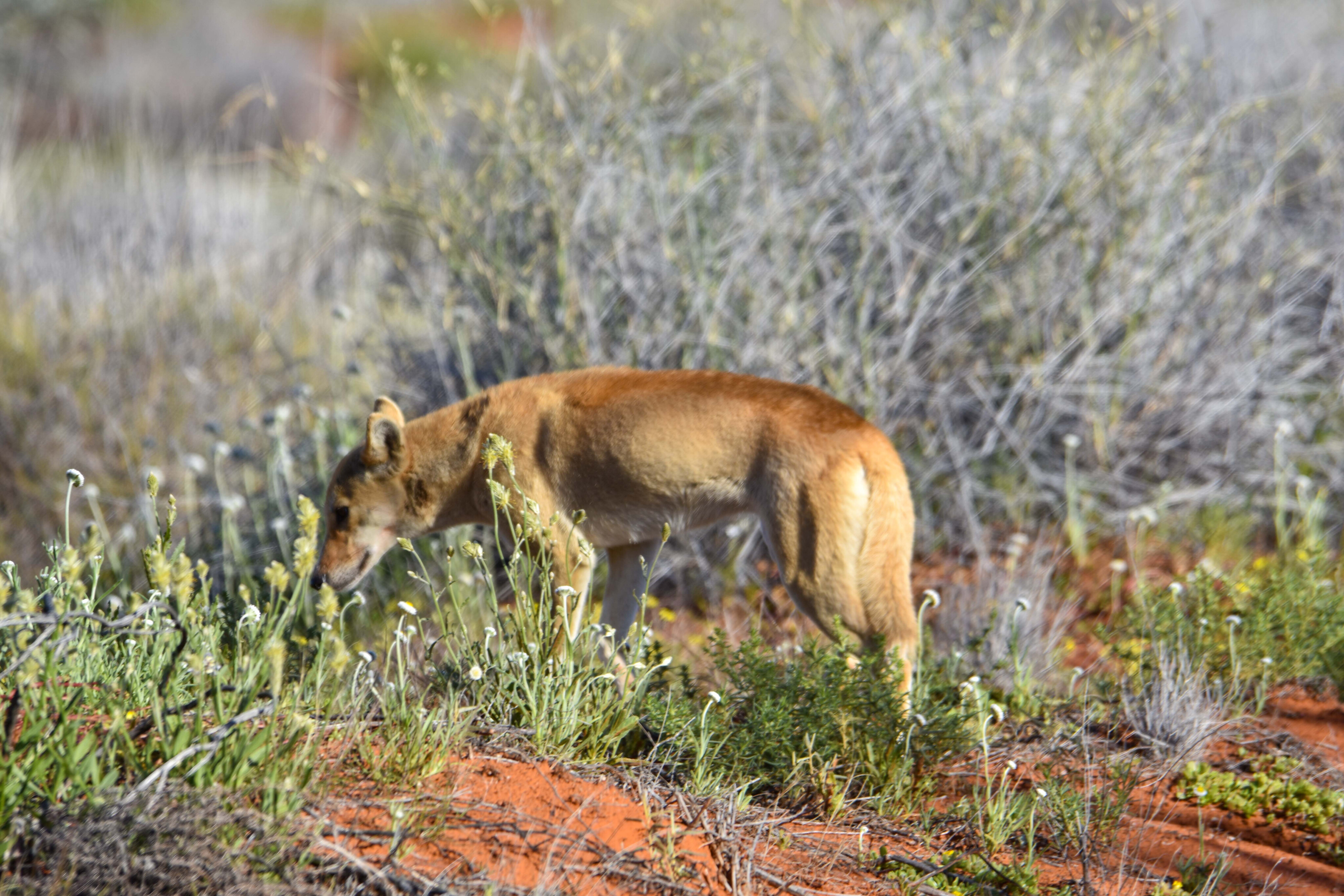 6bda1b6d/madigan trail we finally caught up with that dingo jpg