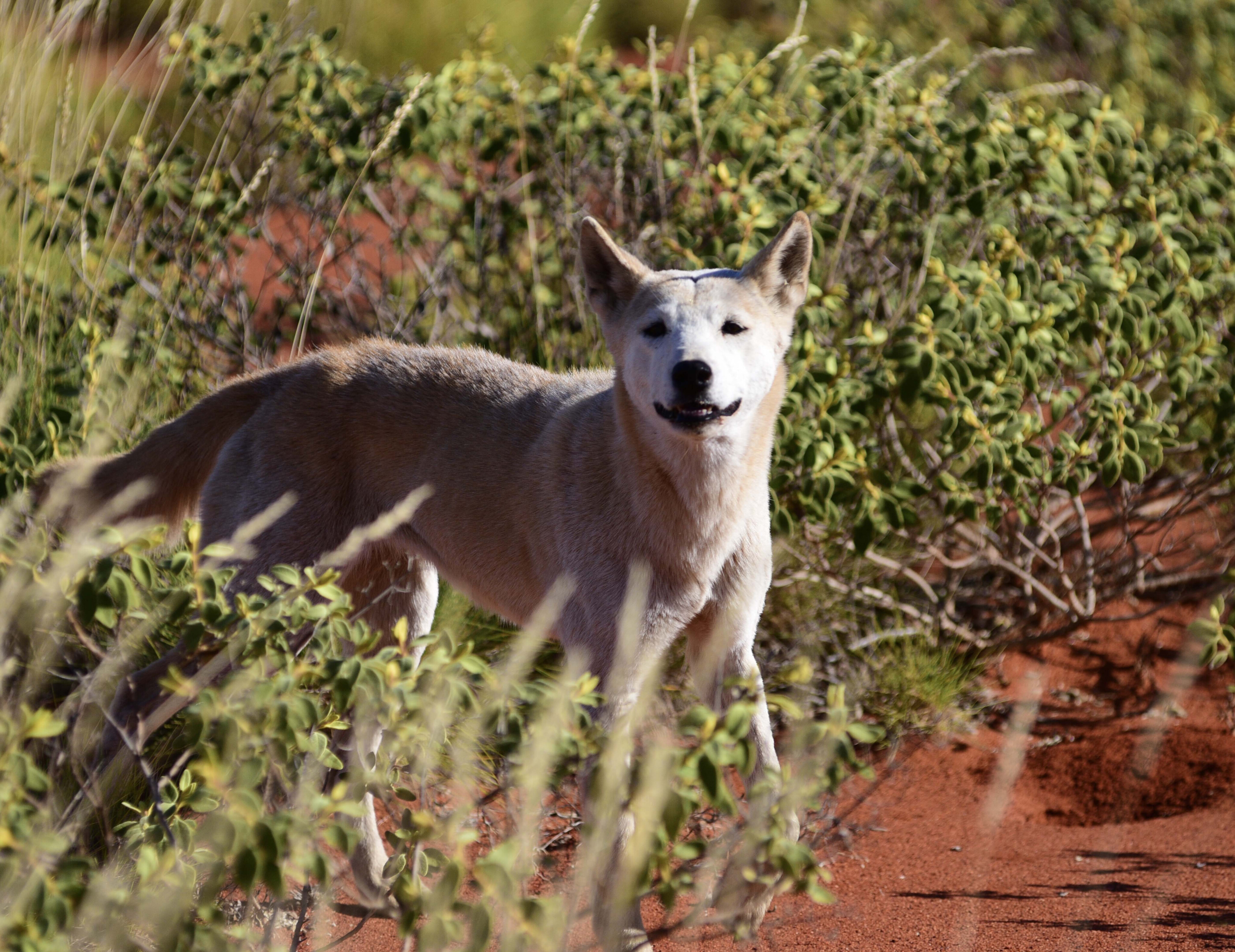 6cf52669/csr019 dingoes can come in colours from white to tan to black canning stock route jpg