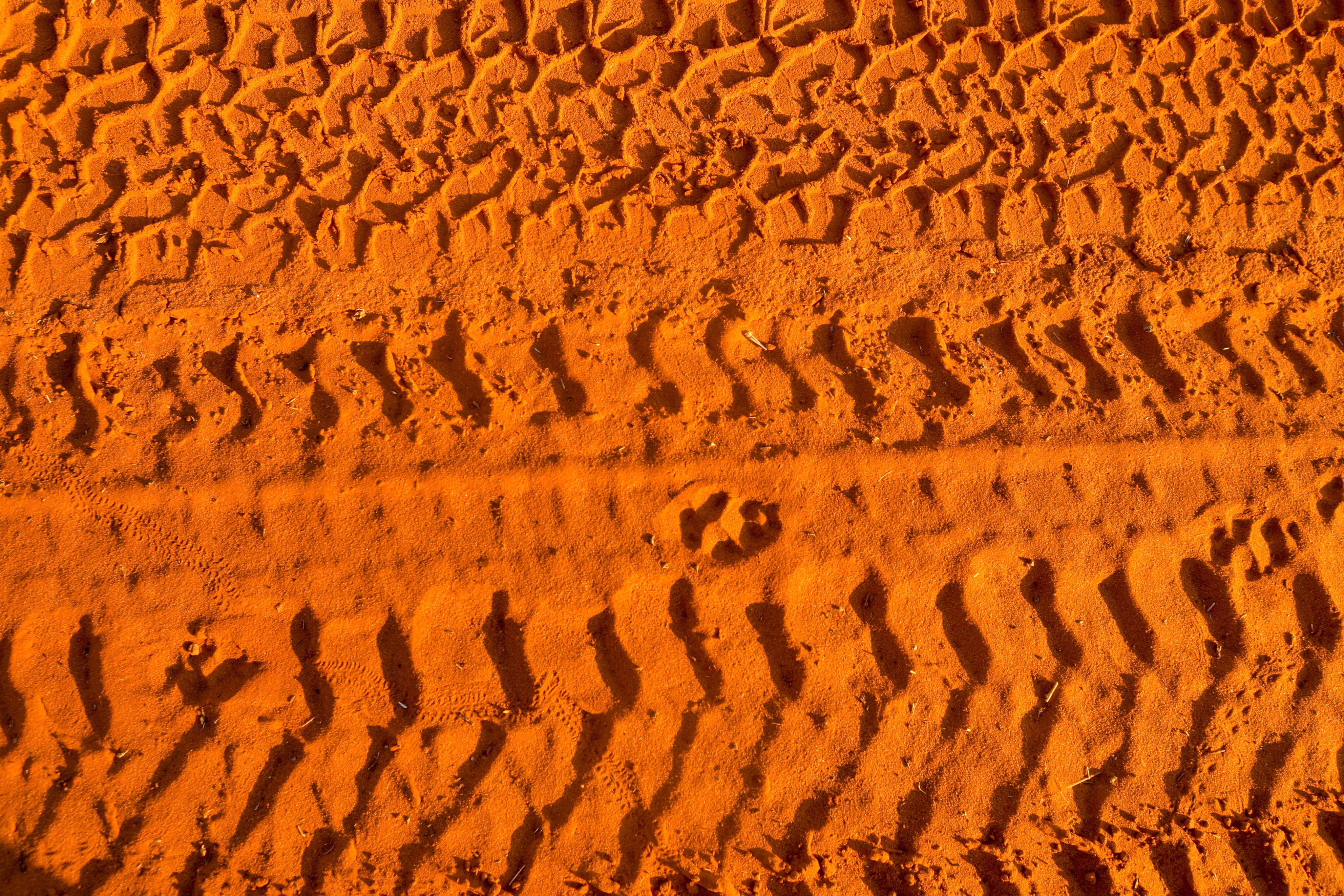 75c61bb2/madigan trail dingo tracks mingle with tyre tracks jpg