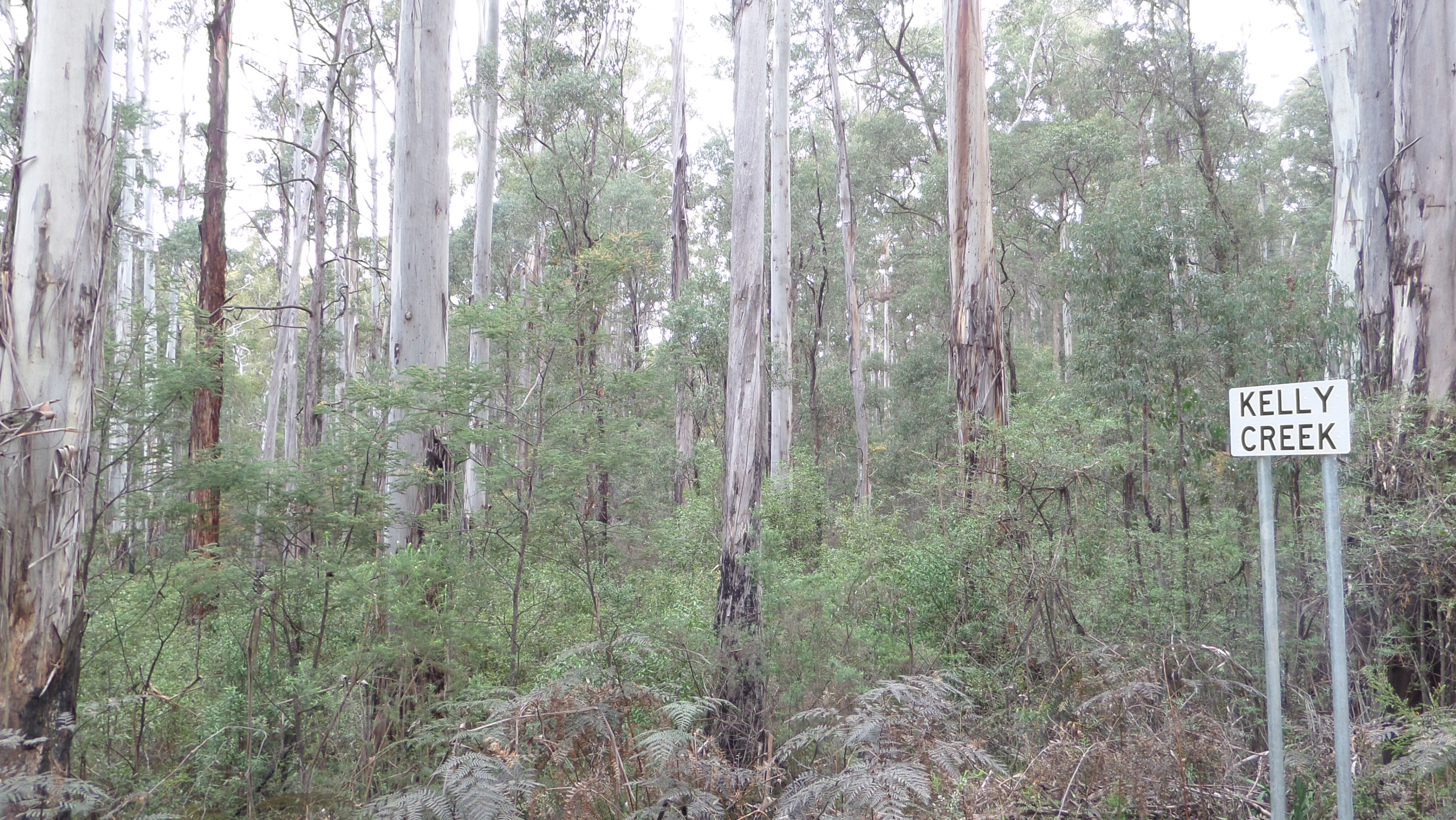 92da1895/kelly 16 the kelly hideout hut was upstream JPG