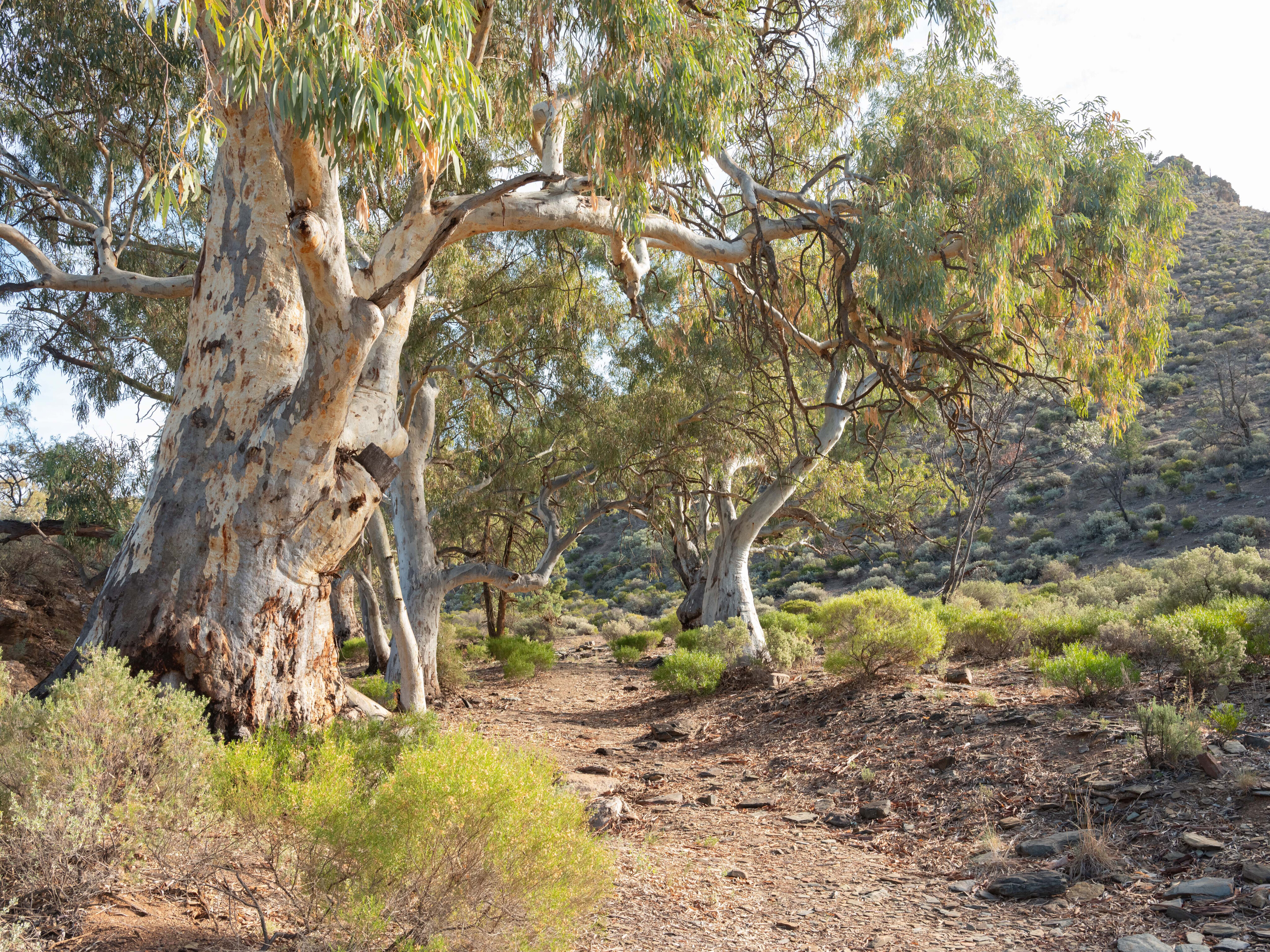 977c1b95/flinders ranges 2291 hidden valley walk 4x4 australia jpg