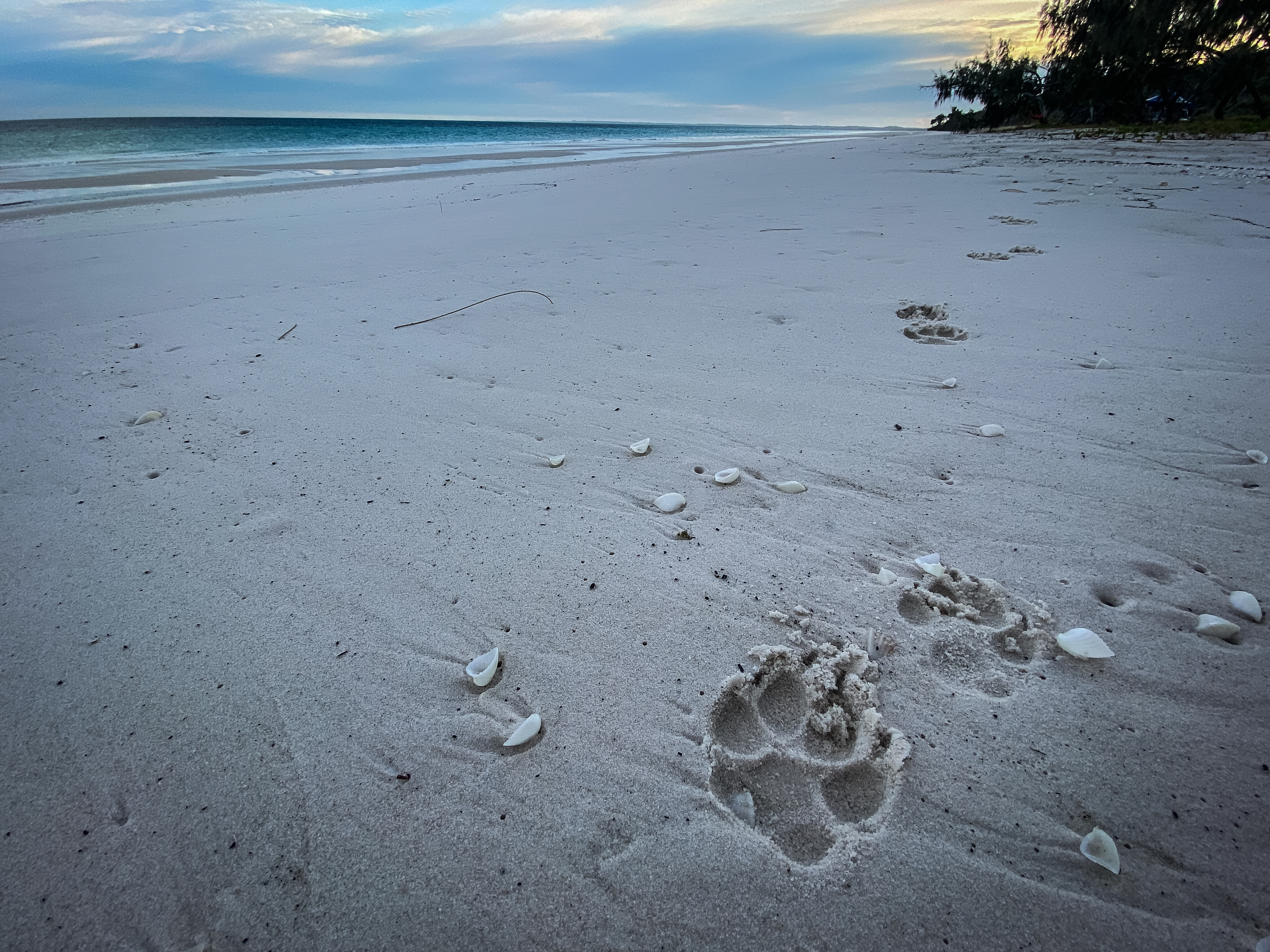 b4332206/trcm fraser island dingo tracks on beachk gari explore 4x4 australia jpg