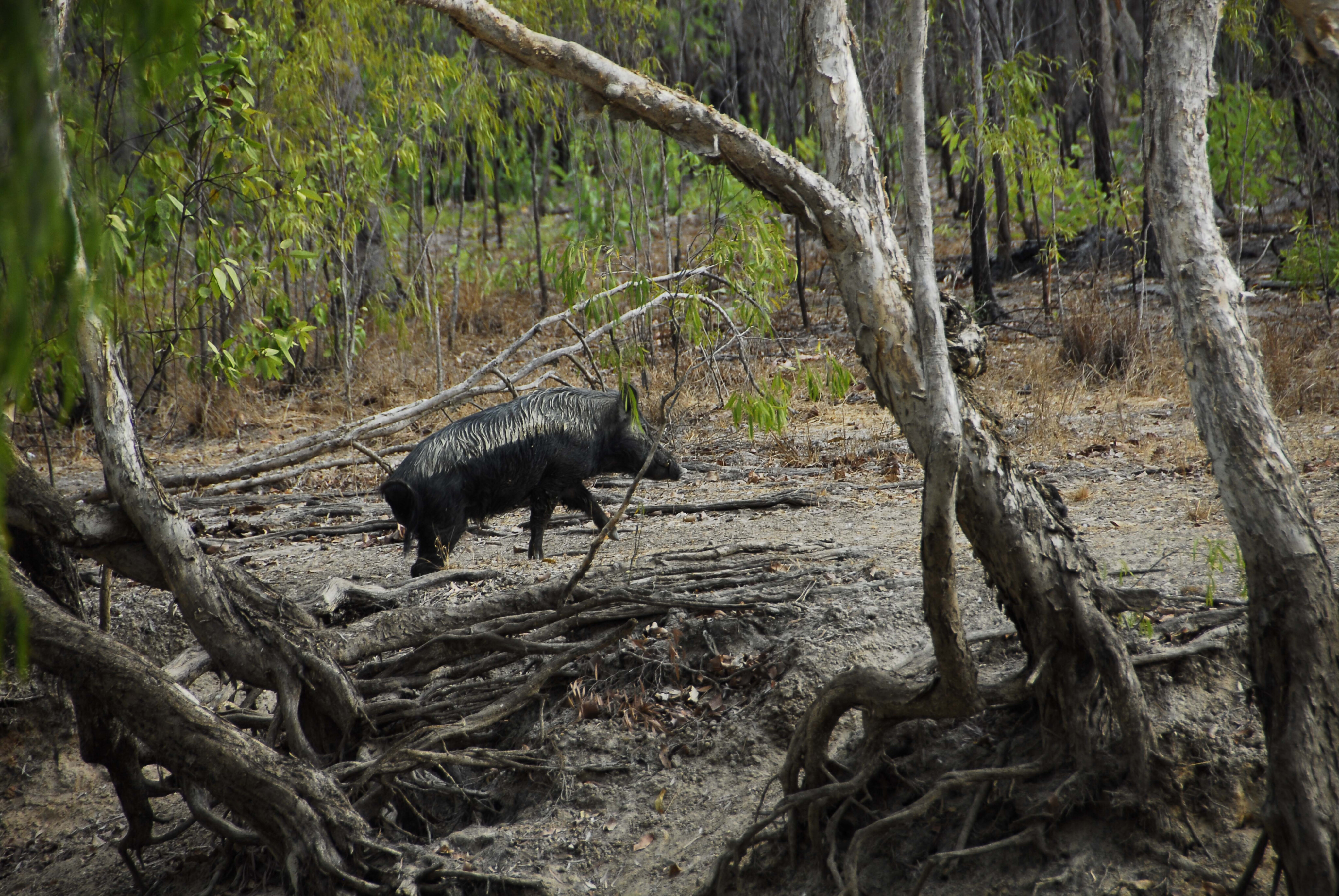 b8b918e9/explore oyala thumotang national park qld 9 jpg