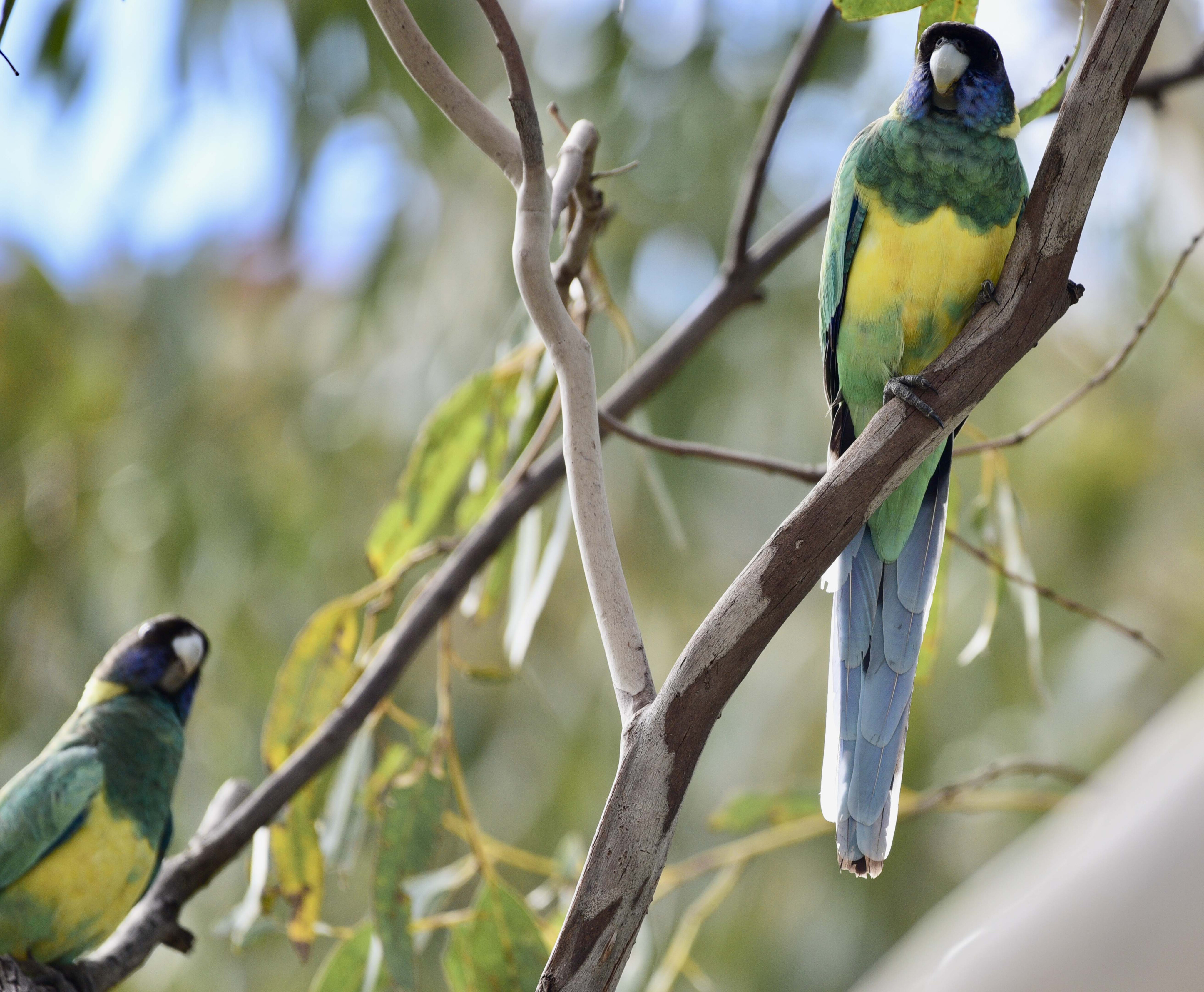 c4ba226c/csr015 colourful ring neck parrots at durba gorge canning stock route jpg