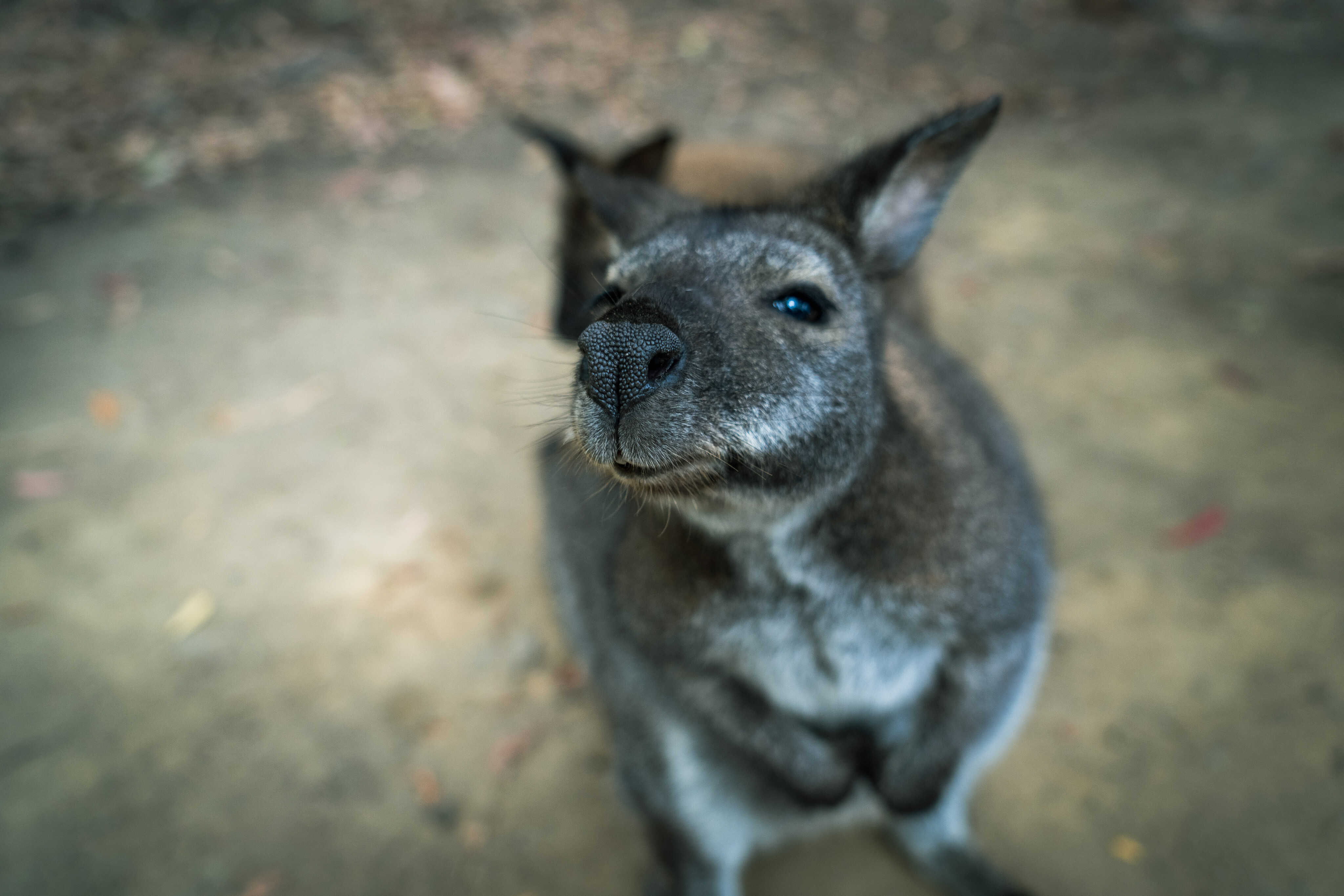 efee1d3f/animal kangaroo curious 4x4 australia explore tasmania jpg