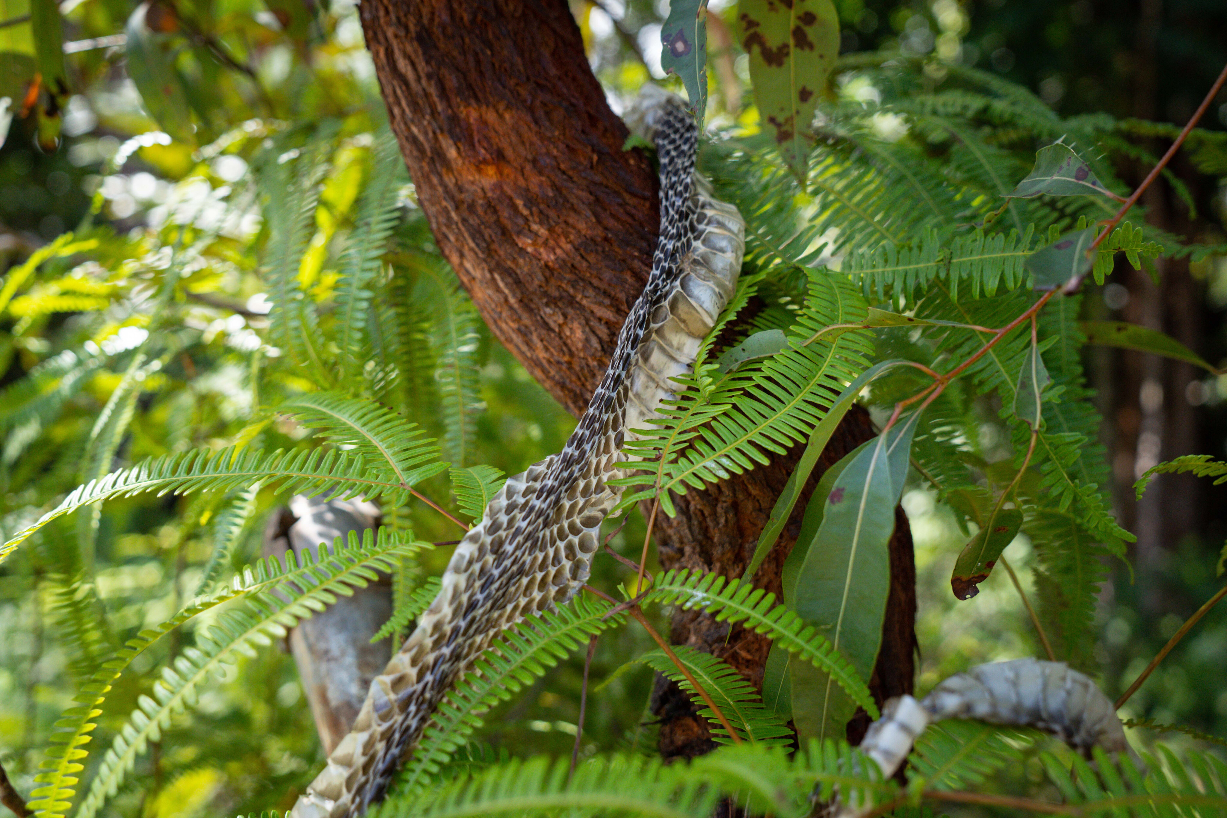 f07c1602/trcm cape york creb track snake skin jpg