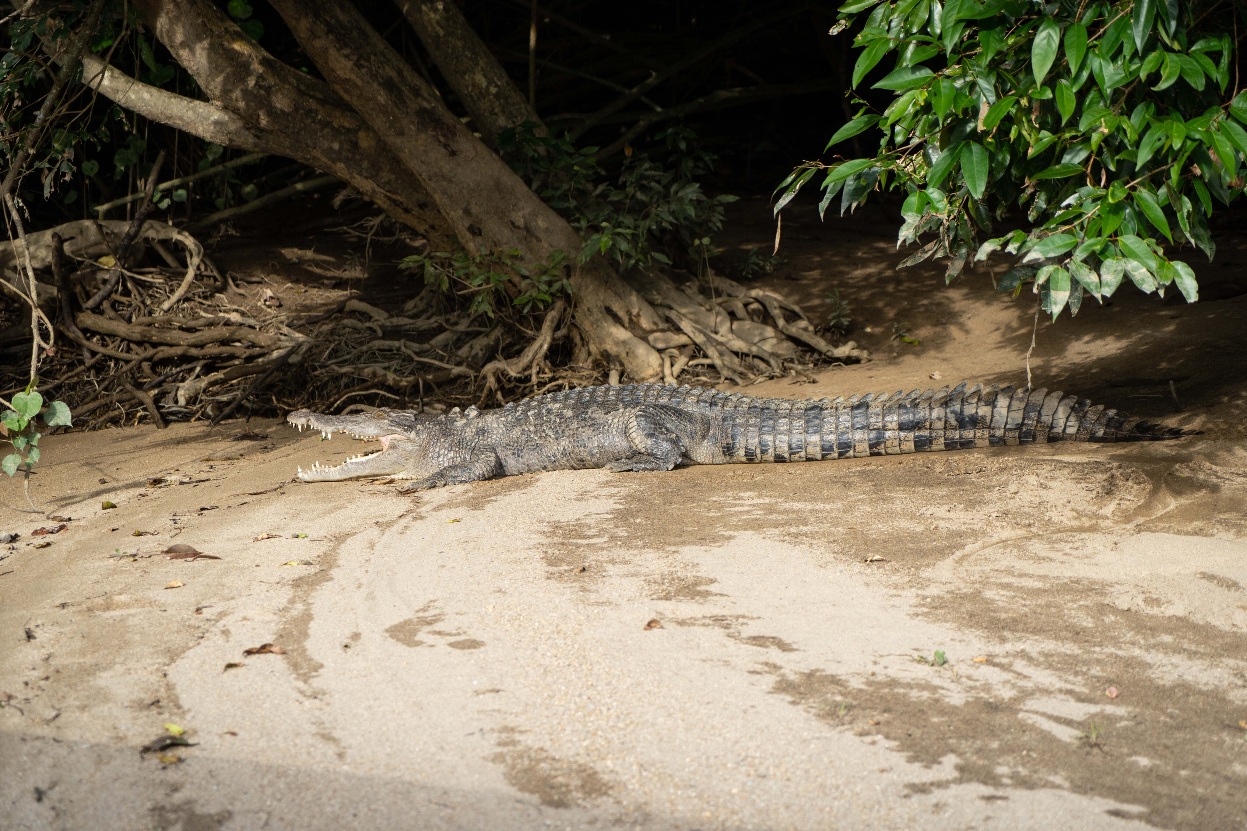 f19911bb/trcm cape york crocodile jpg