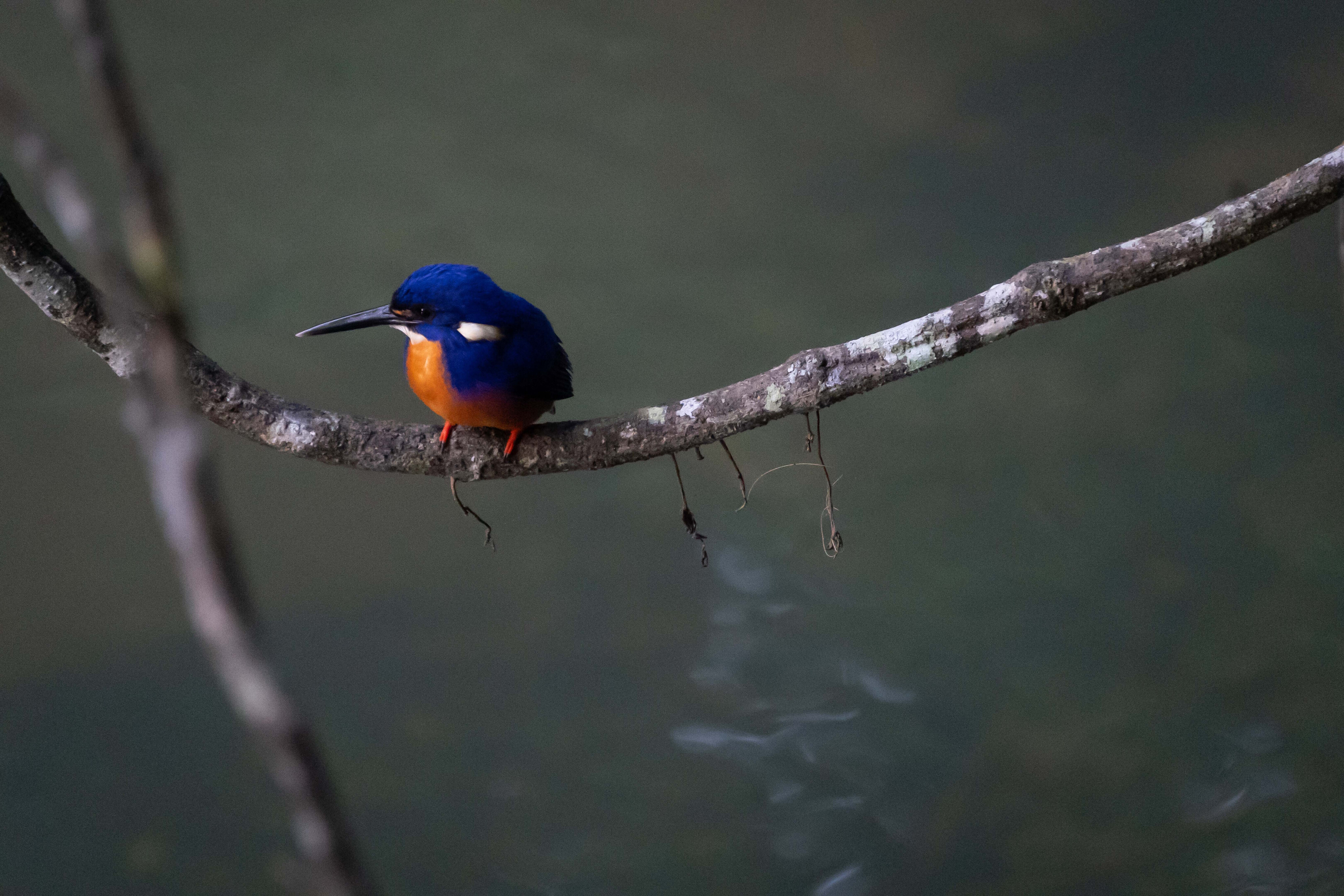 f5bb1641/trcm cape york creb track kingfisher jpg